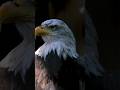 Nice Hair Bald Eagle #wildlife #animals #documentary #eagle #eagles #eagleandsnake #wild