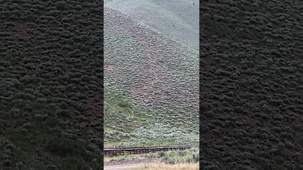 Watching the sheep climb the mountain!
