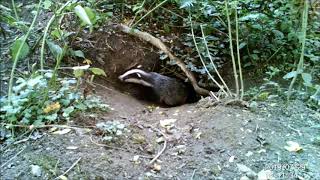 Amazing daylight badger footage, getting up to mischief!