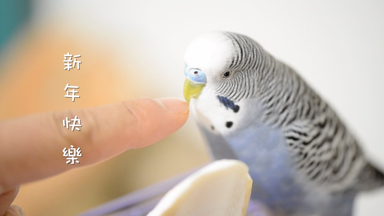 #9 快樂虎皮鸚鵡│Happy Chinese New Year ! 新年快樂 Budgerigar セキセイインコ Qちゃん 寵物 鳥寶 飲食 互動  遊戲