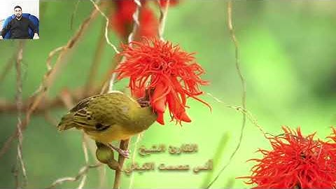 تلاوة خاشعة | سورة فصلت | للقارئ الشيخ انس عصمت الكيلاني