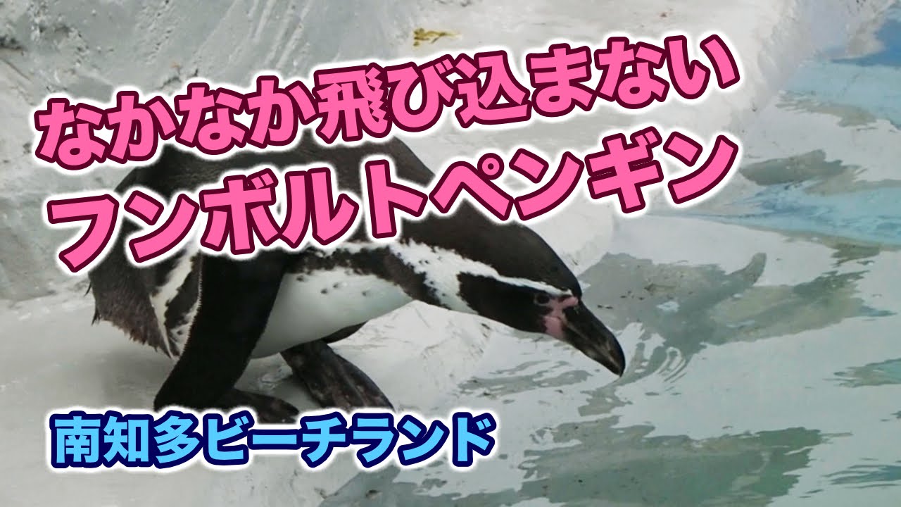なかなか飛び込まないフンボルトペンギン 南知多ビーチランド - YouTube