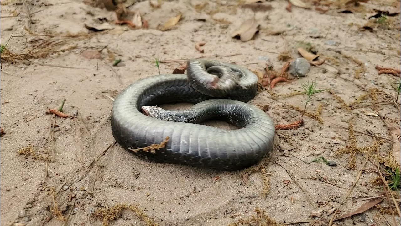 heterodon platirhinos, black phase, playing dead, cumberla…