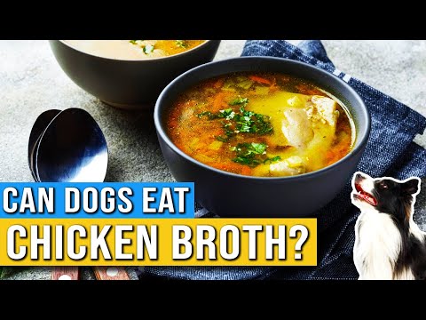 Can Dogs Eat Chicken Broth? | Is It Safe For Dogs To Eat Chicken Broth? | Is Broth Good For Dogs?