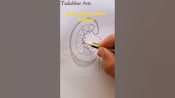 Easy way to draw kidney|pencil sketch|kidney diagram