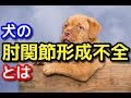 【愛犬のための知識】犬の肘関節形成不全とは【犬を知る】