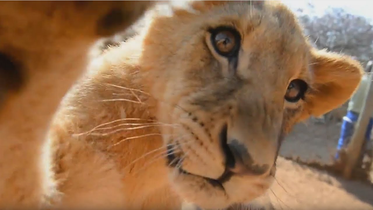 Lion Cubs Being Cute Baby Lions Lion Cubs Cutest Lion Cub Lion Cubs Being Cute Baby Lions Lion Cubs Cutest Lion Cub