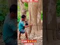 Sending it tree cutting cutting down tree shorts viral arborist amazing anime wood sendit