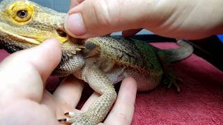 Broken Tail Bearded Dragon Rescue Day 3 | Hearing Problem? Stuck In Ear? | Still No Food