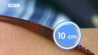 Global Count Snakes Of The World Global 3000