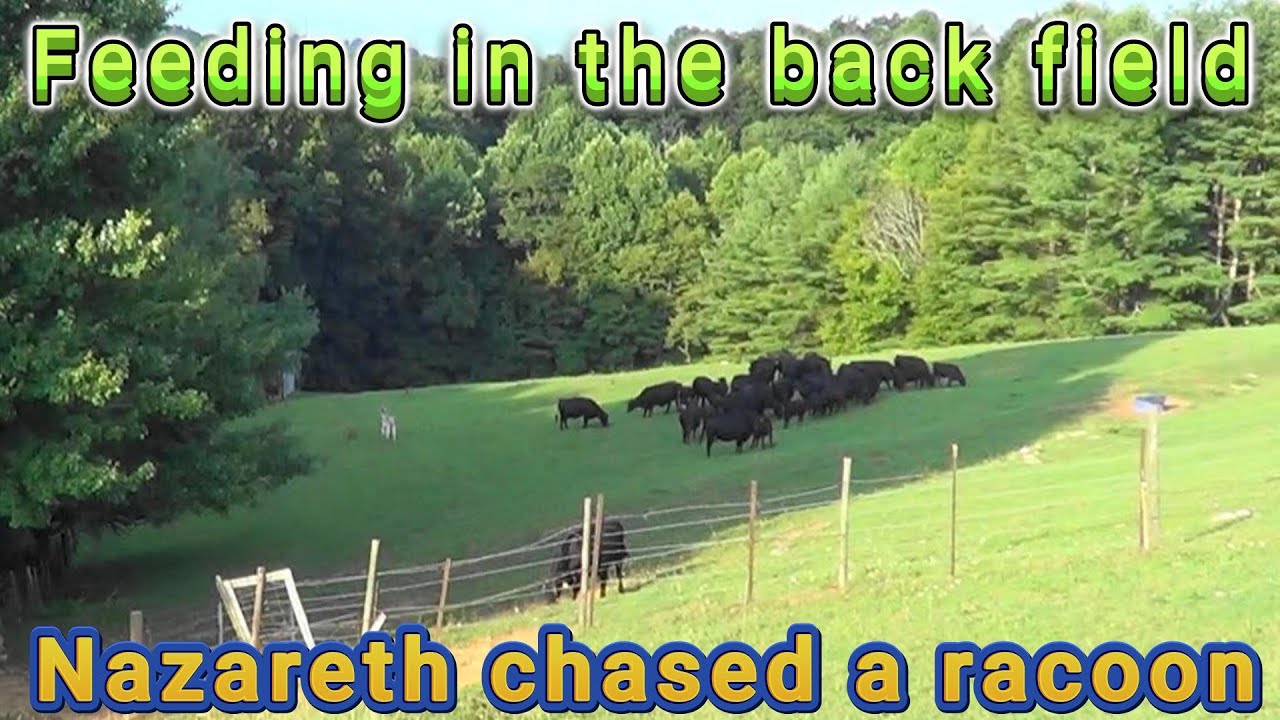 Feeding in the back field & Nazareth chased a racoon. - YouTube