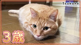 【祝歳】やんちゃで甘えん坊な猫つくねが3歳になりました