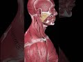 Anatomy of muscles#Anatomy#Trending@Dr.SamsInfo