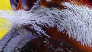 Extreme Stacking Macro Photography Spider Vincent Sinaga