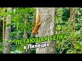 Летающая белка в Парке Победы ► Jumping squirrel