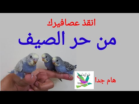حماية العصافير من حر الصيف القاتل