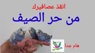 حماية العصافير من حر الصيف القاتل