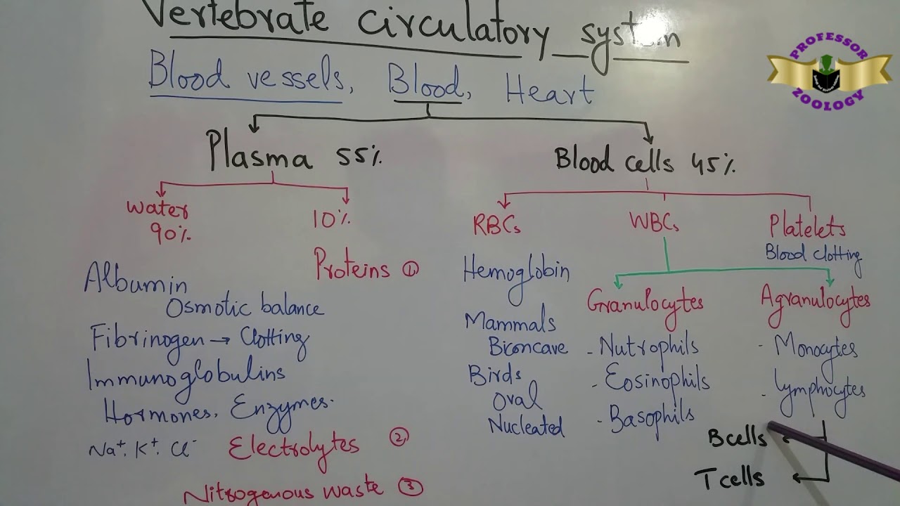 Vertebrate circulatory systems - YouTube