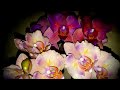 Великолепное цветение моих орхидейных редкостей(БАБОЧКИ ФАЛЕНОПСИСЫ)
