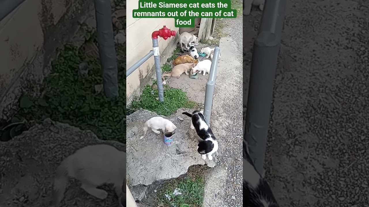 Siamese kitten eating the remnants of the can of cat food 
