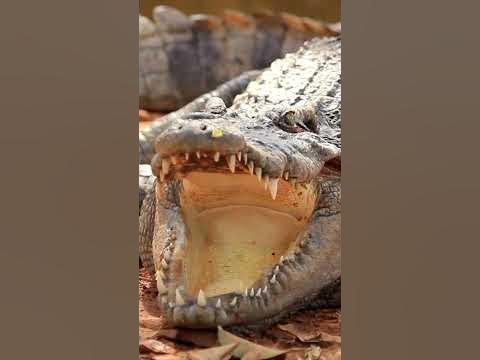 Nile crocodile: One of the top 7 most dangerous predators on the planet