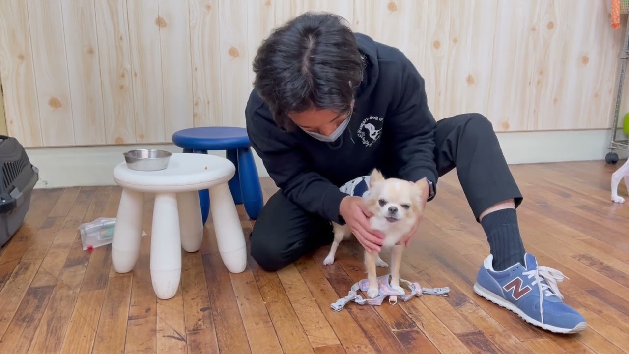 チワワの”ももちゃん”とハーネスをつける練習！ - YouTube