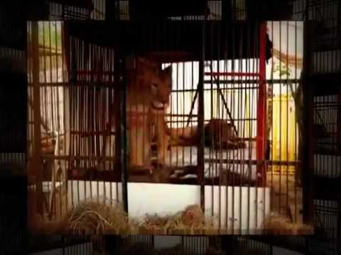 Jorja Fox receives Animal Defenders International Award Lion Ark Night