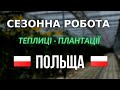 СЕЗОННА РОБОТА В ПОЛЬЩІ | ВІДЕО З МІСЦЯ РОБОТИ | теплиці | саджання салату | монтаж теплиць |