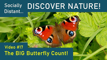The Big Butterfly Count - Discover Nature #17