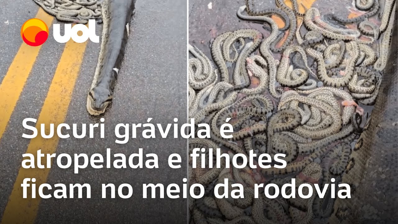 Cobra sucuri grávida é atropelada e dezenas de filhotes ficam espalhados no meio da rodovia; vídeo
