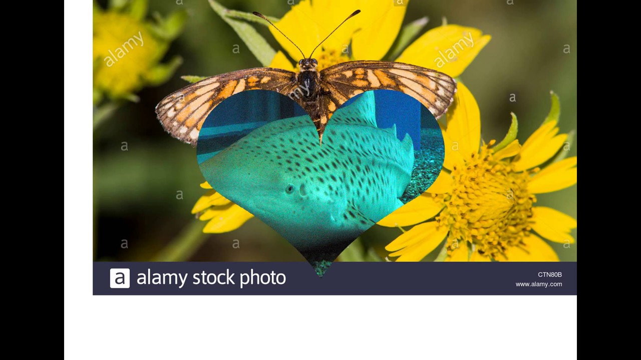 A-Z Animals - YouTube