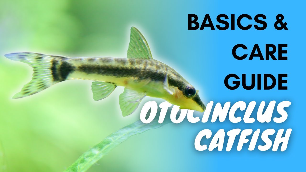 Otocinclus Catfish Basics And Care YouTube