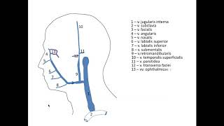 видео: Вены головы и шеи. Запись  06 ноября 2019 г. картинка: Вены головы и шеи. Запись  06 ноября 2019 г.