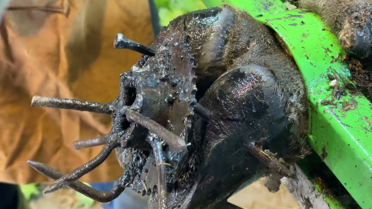 Cow in Pain! Removing Rusty Screw & Nail from Cow Hoof and Treatment