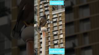 The Hidden Lives of Urban Wildlife You Didn't Know About