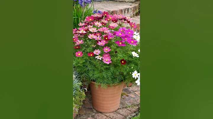 #cosmos #plants #growingup #mm_grafting #youtubeshorts