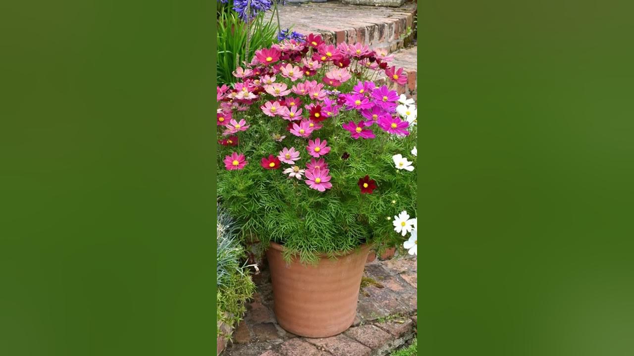 #cosmos #plants #growingup #mm_grafting #youtubeshorts #cosmos #plants #growingup #mm_grafting #youtubeshorts