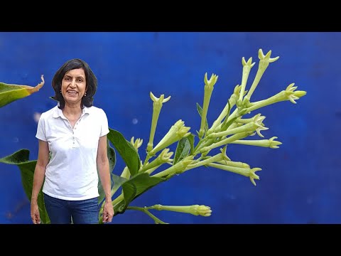 Growing Night Blooming Jasmine With Actual Results - Part 3