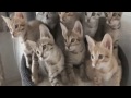 Cat funny gif -funny chanal