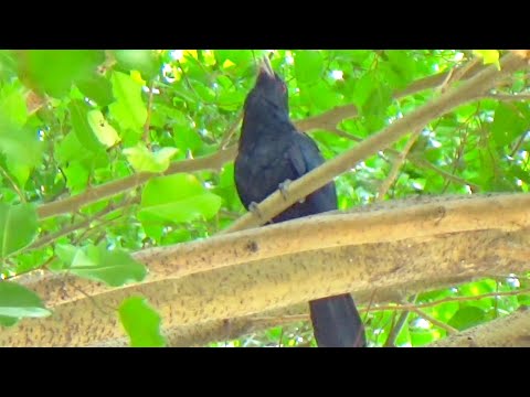升key雀(噪鵑, 雄性)在樹蔭下鳴叫 An Asian Koel (male) calls in a tree #koelbird #bird #wildlife #大自然 #生態攝影 #動物 #鳥