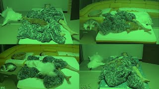Каково Это - Спать С Собакой И Котами.. Отличное видео перед сном