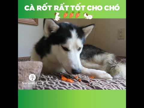 Video: Cà rốt có tốt cho chó không?