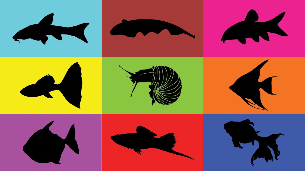 Fish: Swordtail, Guppy, Angelfish, Silver dollar, Goldfish, Botia, Snail, Black ghost, Algae Eater