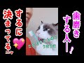 歯磨きする人~と呼ぶと来る猫コハク君 Ragdoll Cat Kohaku