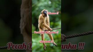 Monyet Jatuh Ke Kabel Listrik !!! Bijinya Pecah !!!