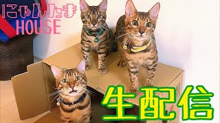 【生配信7/21】ノア3kg突破！あとパパさん不在ですが頑張ります！