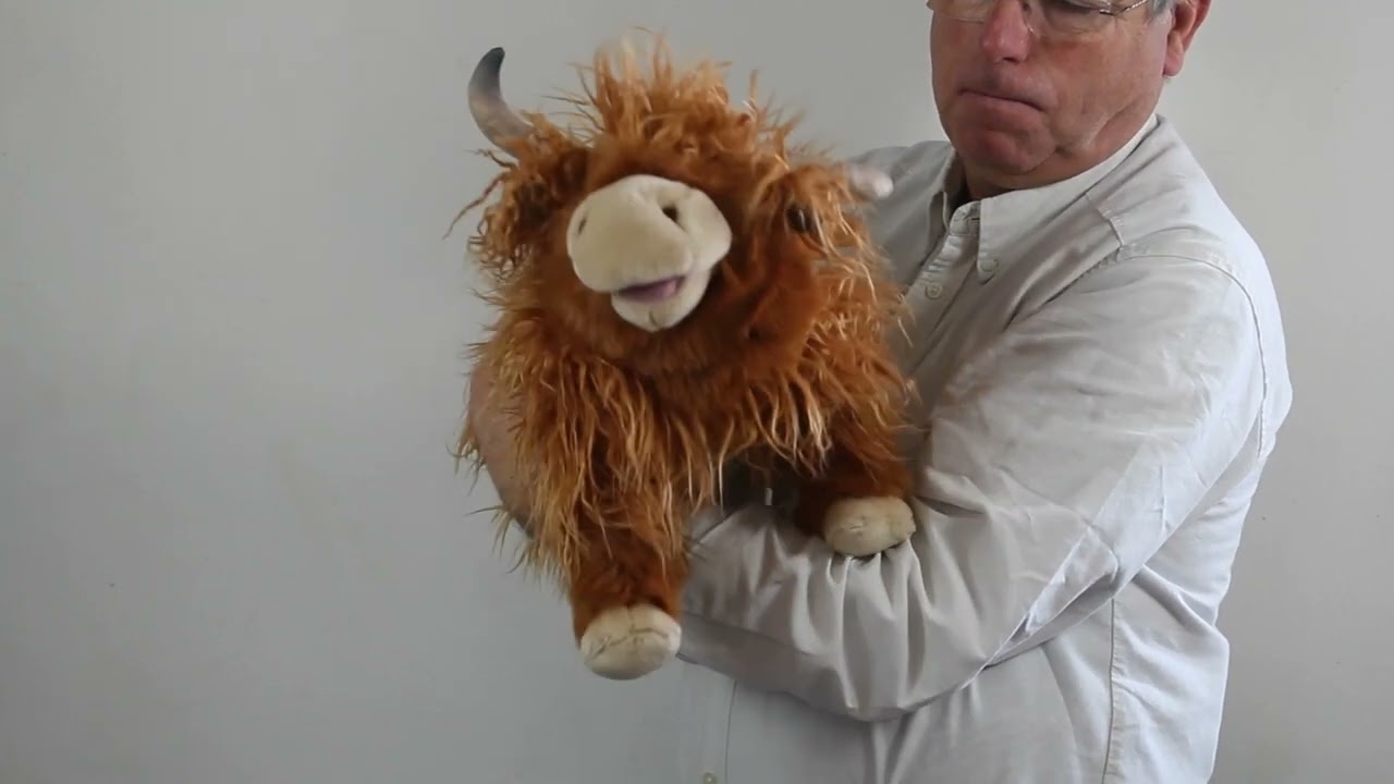 Video: Skotská náhorní kráva