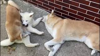 Cute & Funny Akita Inu Playing