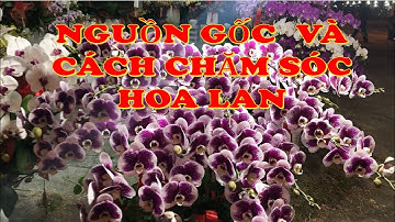 Nguồn gốc và cách chăm sóc hoa lan