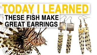 TIL: Lionfish Jewelry Can Help Save the Ocean | Today I Learned
